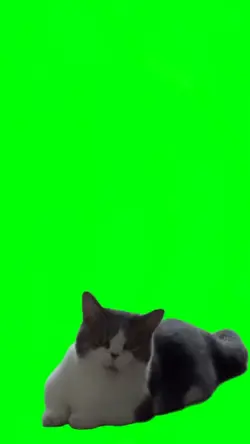 Green Screen Cat