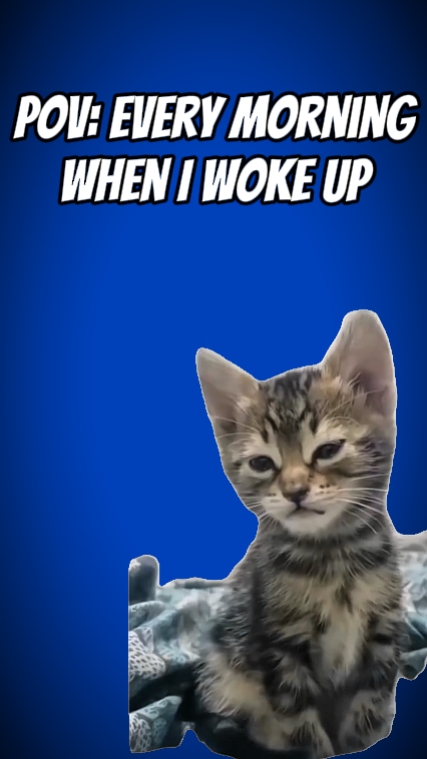 Schlafen Katze 
