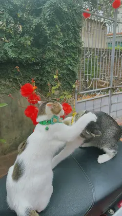 Xin đừng đánh nhau