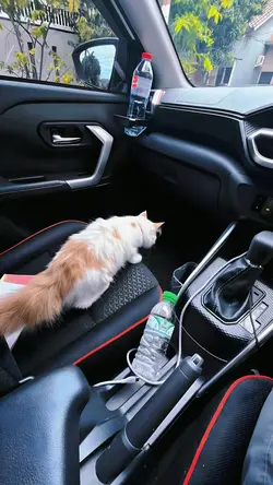 Aesthetic