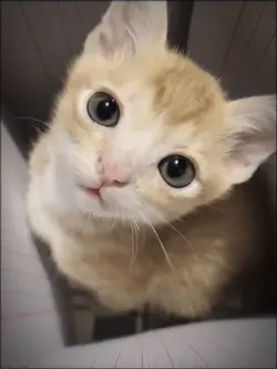 Omg cat beautiful🐱🐈