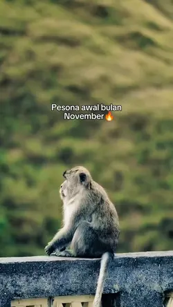 pesona awal bulan