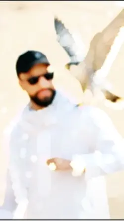 الصقر 