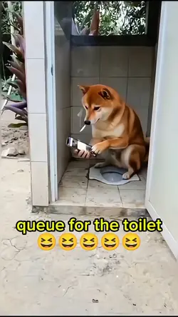 queue for the toilet
