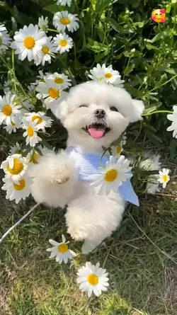 Animals in spring