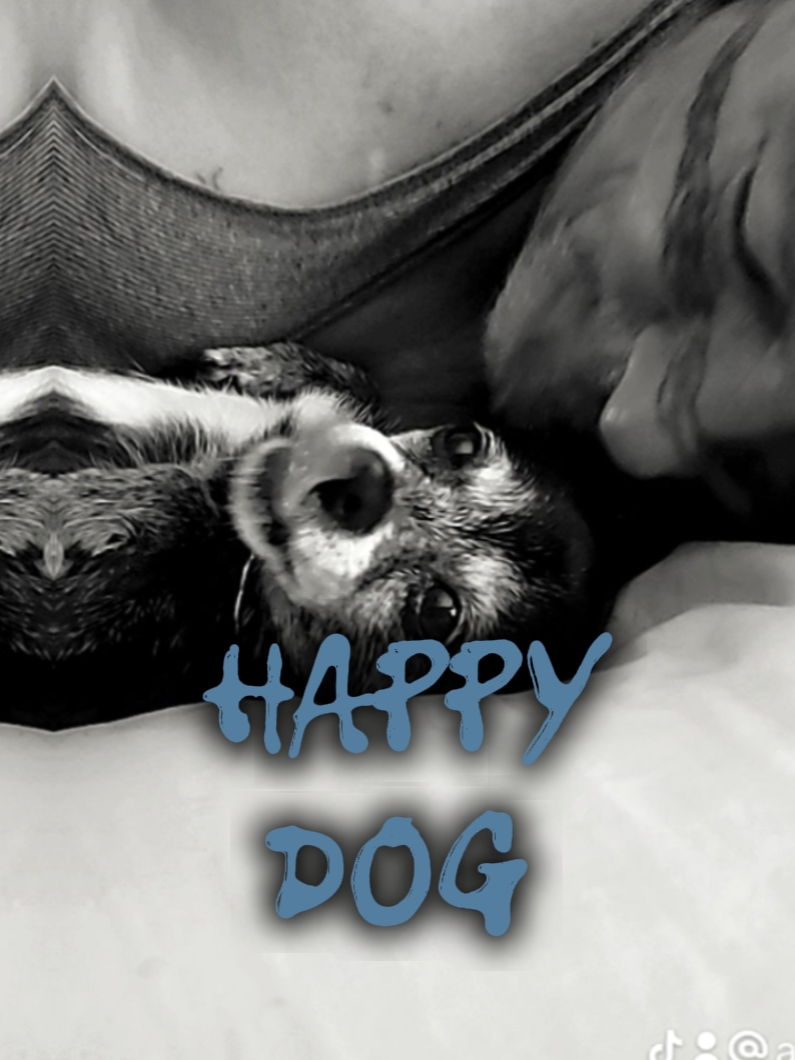 CACHORRO FELIZ