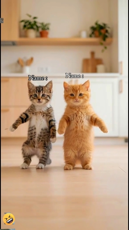 Chat mignon, 
