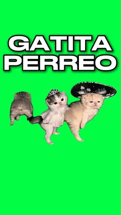 GATITA PERREO KITTEN