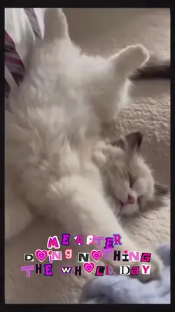 Sleeping Cat Meme