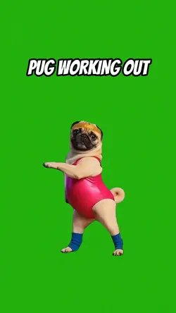 Pug Working Out