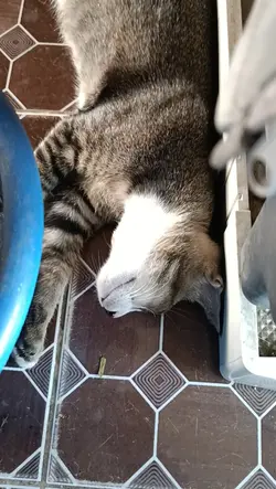 kitty cat 