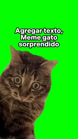 Meme gato sorprendid