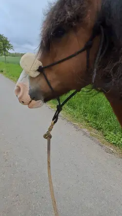 Fliegen