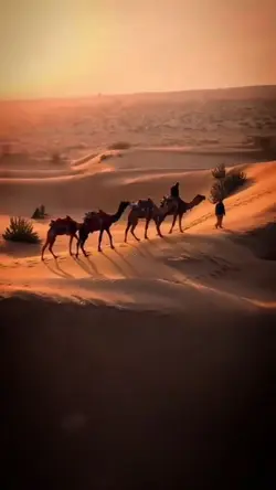 Arabic trending 