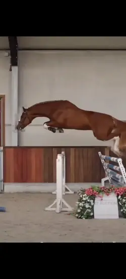Ralenti cheval