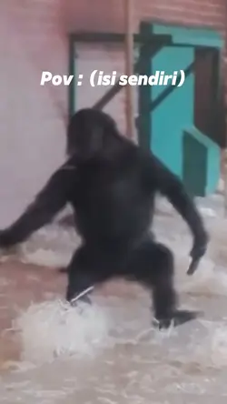 Transisi gorilla fyp