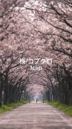 #コブクロ#桜#卒業