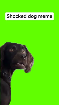 shocked dog meme