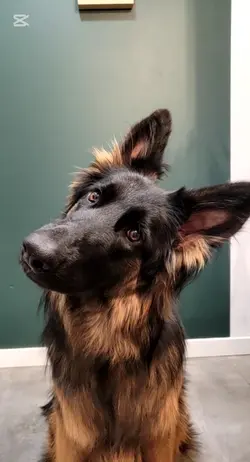 Tylko zwykły pies...