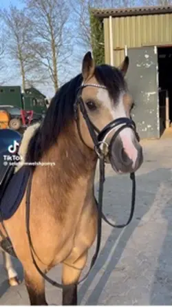 welsh pony raws!!