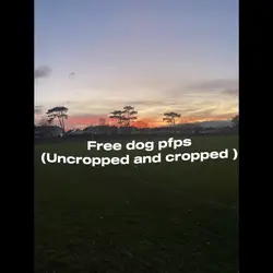 Free dog pfps!