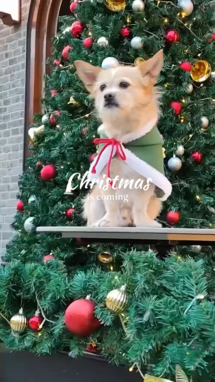 Mascota navideña