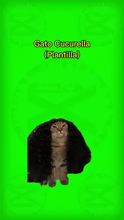 Gato Cucurella