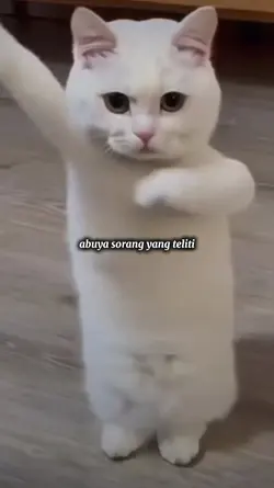 Meme Viral