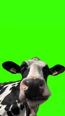 asmr cow eating 