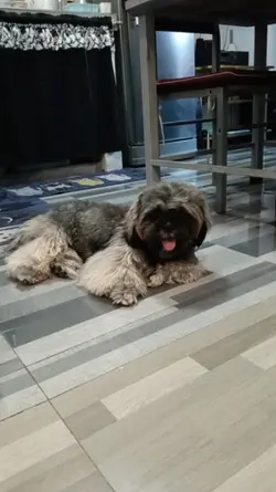Spoiled furbaby