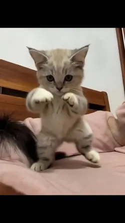 CAT SCUBA DANCE