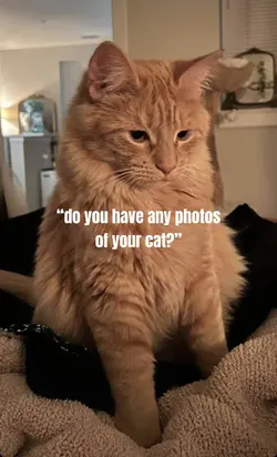 my cat📸