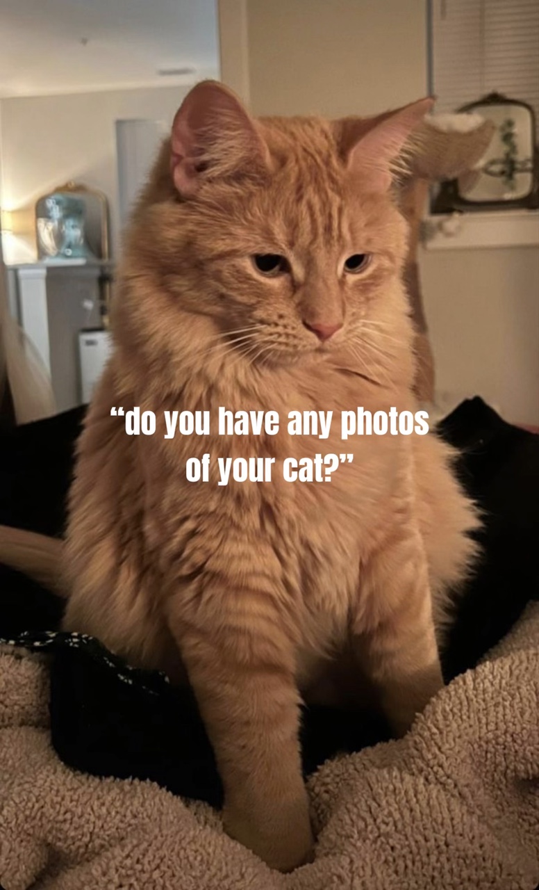 Mi gato📸