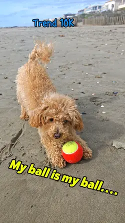 Maltipoo et sa balle