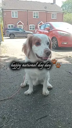 national dog day