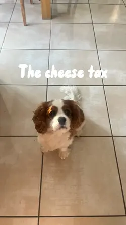 The cheese tax🧀