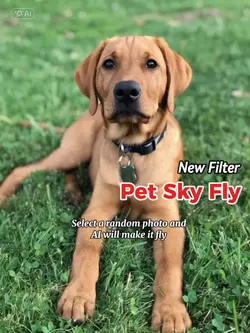 Pet sky fly