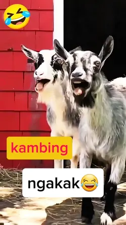 kambing ketawa