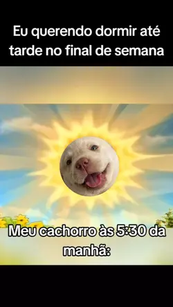 meu cachorro 