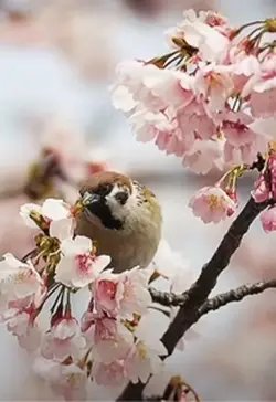 いきものがかり♫さくら🌸