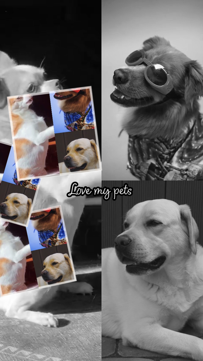 love my pets