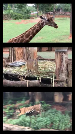 เที่ยวสวนสัตว์ 