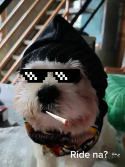 Ride naa 🐾🐾