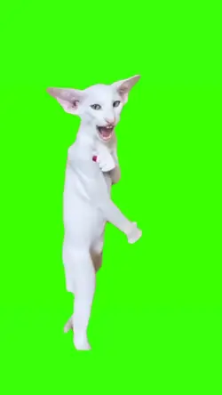 cat fighting meme