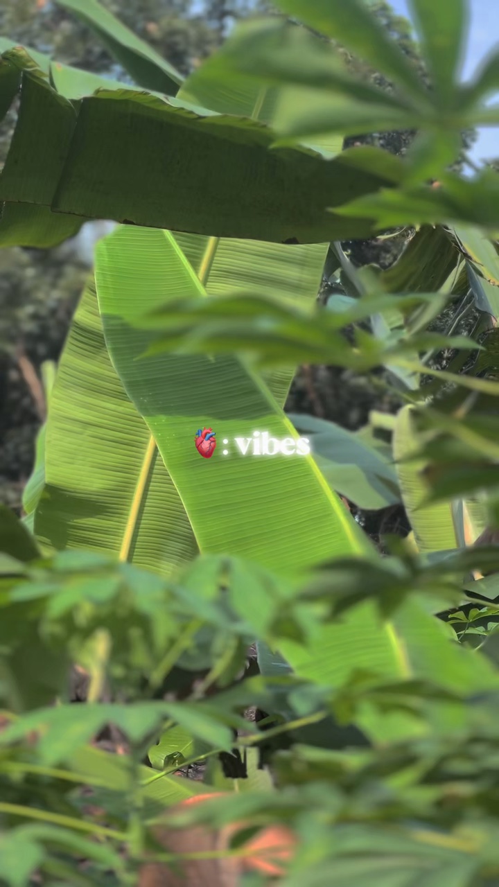 VIBES 