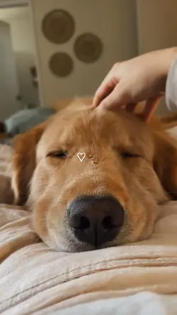 my dog