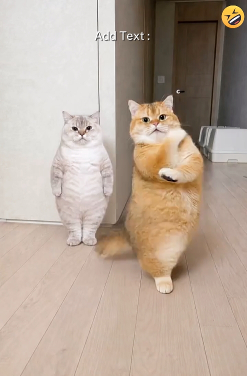 Gato Engraçado, 