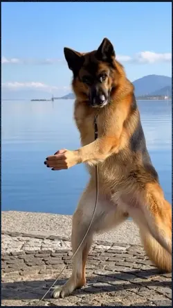 dancing dog 