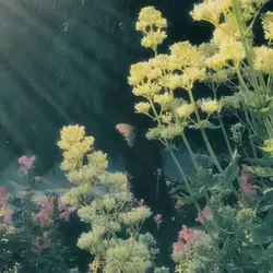 dreamy vlog