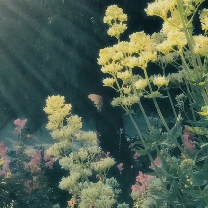 dreamy vlog